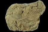 Life-Like Fossil Leaves Preserved In Travertine - Austria #77910-1